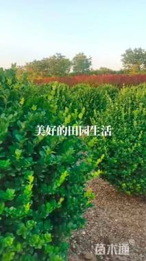 冠幅200厘米卫矛球