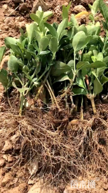 高度10厘米冬青小苗