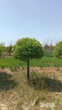 冠幅150厘米卫矛球