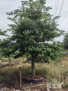 18公分大腹木棉