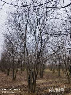 12公分(5杆)丛生朴树