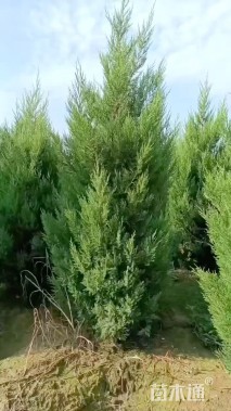 高度210厘米塔柏