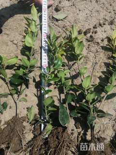 高度20厘米金森女贞