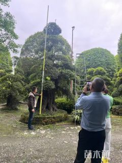 高度300厘米金弹子
