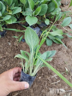 高度15厘米黑心金光菊