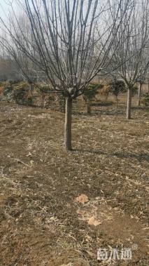 14公分绚丽海棠