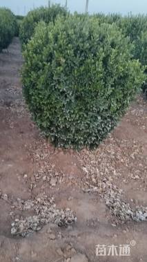 高度120厘米黄杨