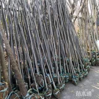 高度4000厘米剑麻