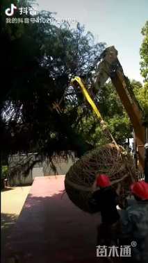 移栽苗北非雪松