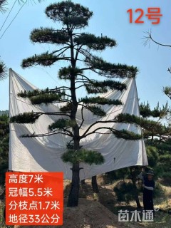 高度600厘米造型油松