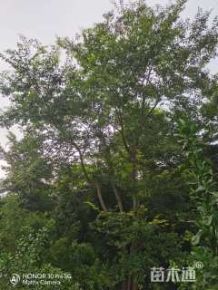 50公分朴树