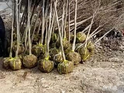 8公分玉兰