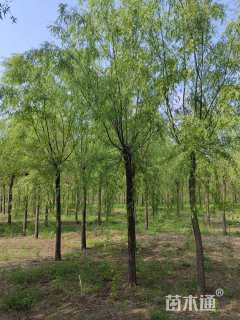 12公分西湖垂柳