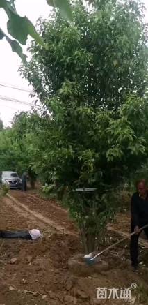 高度550厘米丛生大叶女贞