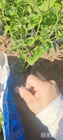 高度15厘米紫花马樱丹