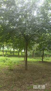 16公分朴树
