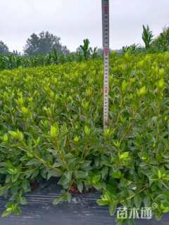 高度30厘米春鹃