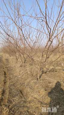 高度500厘米核桃