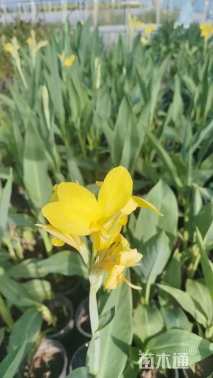 高度100厘米美人蕉