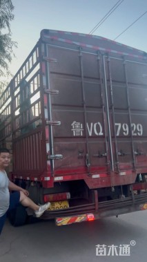 30厘米金叶薯