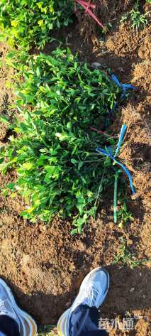 20厘米大叶扶芳藤