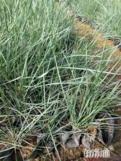 高度30厘米粉黛乱子草