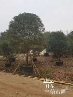 15公分桂花