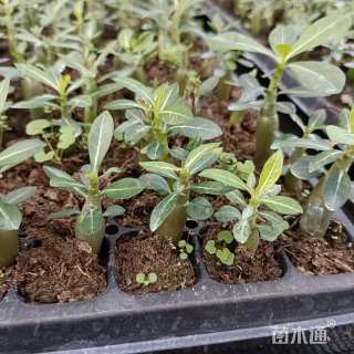 高度3厘米沙漠玫瑰