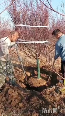 8公分日本红枫-红舞姬