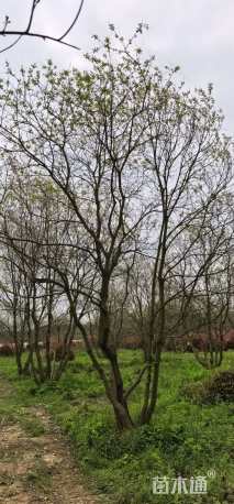 18公分(5杆)丛生乌桕