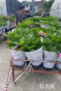高度20厘米绣球