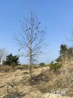 13公分北美枫香