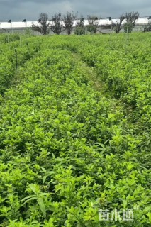 高度30厘米大叶黄杨