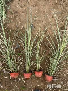 高度50厘米花叶芒