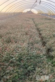 0.3公分清香木