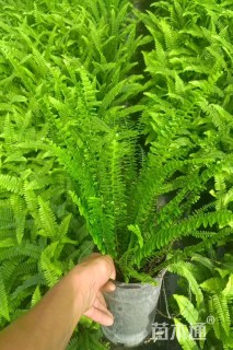 高度30厘米肾蕨