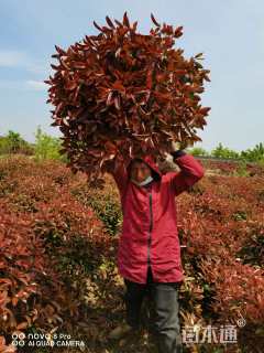 高度300厘米丛生金银木