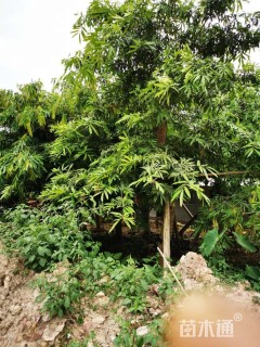 高度300厘米龙船花