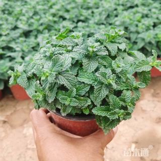 高度17厘米薄荷