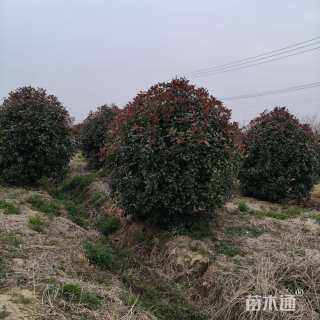冠幅250厘米红叶石楠球