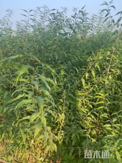 0.8公分山桃