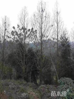8公分水杉