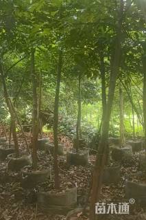 2公分海南红豆