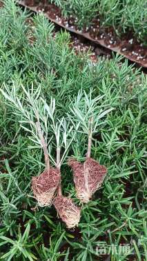 高度20厘米迷迭香