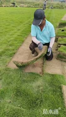 草卷状马尼拉草