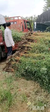 地栽苗金镶玉竹