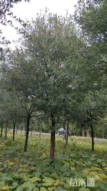 9公分弗吉尼亚栎