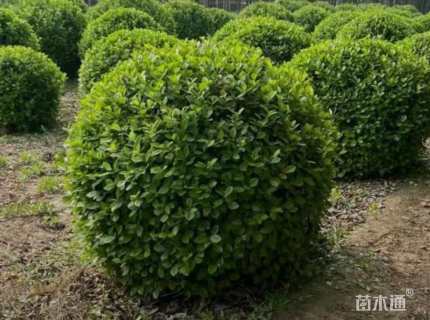 110厘米扶芳藤球