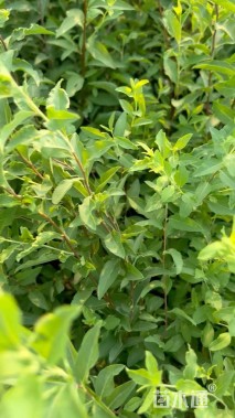 高度40厘米喷雪花