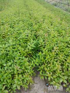 高度40厘米锦带花